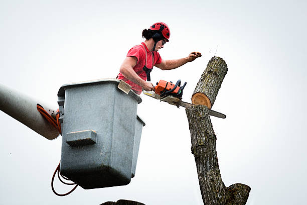 How Our Tree Care Process Works  in  Santee, CA