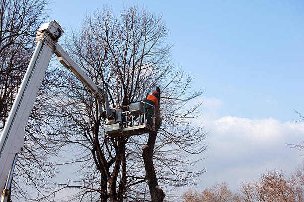 Best Tree Trimming and Pruning  in Santee, CA