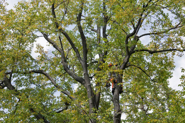 Best Tree Trimming and Pruning  in Santee, CA